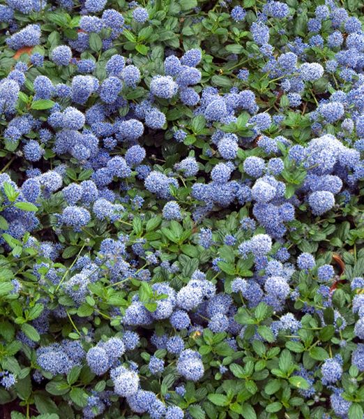 Ceanothus thyrsiflorus var. repens